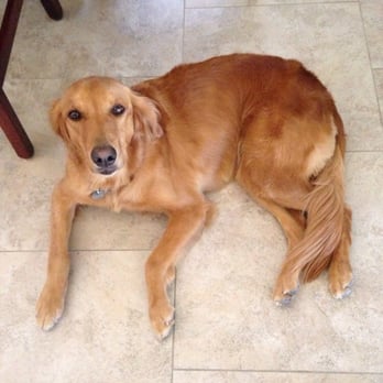 PetSmart - This is Bree after her spa time - Pet Stores Near Me - Surprise, Arizona PetSmart - This is Bree after her spa time - Pet Stores Near Me - Surprise, Arizona