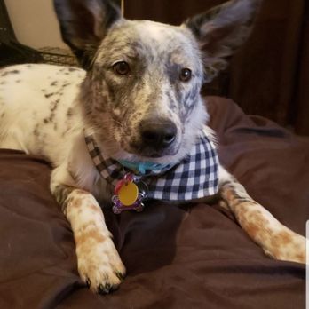 Gilbert Dogs 24/7 - Pet Groomers Near Me - Gilbert, Arizona