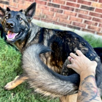 Apollo Dog Training - Board & Train programs available - Pet Training Near Me Apollo Dog Training - Board & Train programs available - Pet Training Near Me