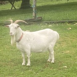 Gress Mountain Ranch - Farm