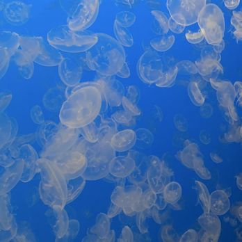 Monterey Bay Aquarium - August 2026- moon jellies - Aquariums Near Me - Monterey, California
