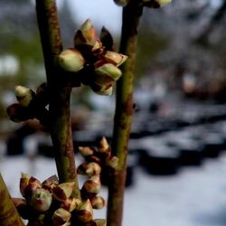 Spring Hill Nursery & Gardens - Swelling buds patiently waiting for spring to really arrive.