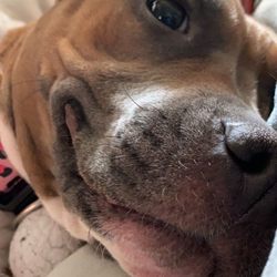 Weste Animal Hospital - My pup!