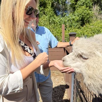 Shady Rest Alpacas - Shady Rest Alpacas - first feed and meet and greet - Attraction Farms Near Me
