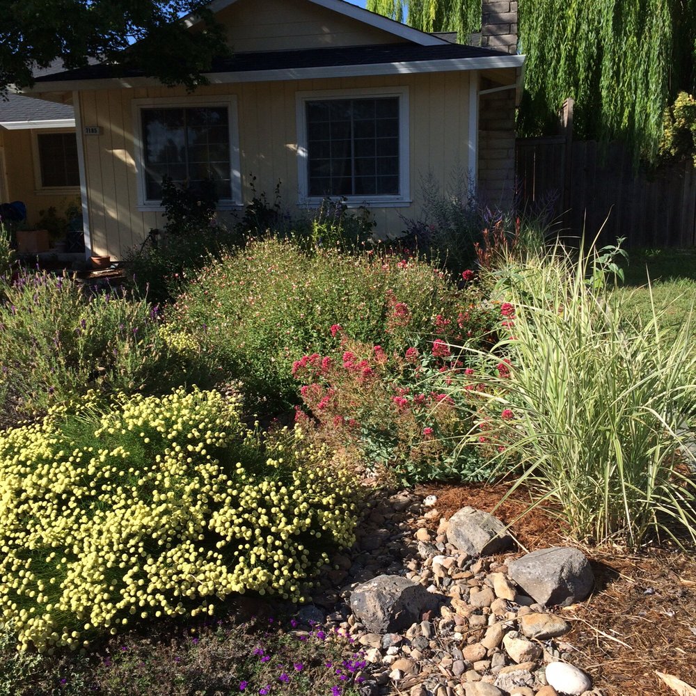 Local Landscapers - a garden with rocks and plants - Landscape Architects or Designers Near Me Local Landscapers - a garden with rocks and plants - Landscape Architects or Designers Near Me
