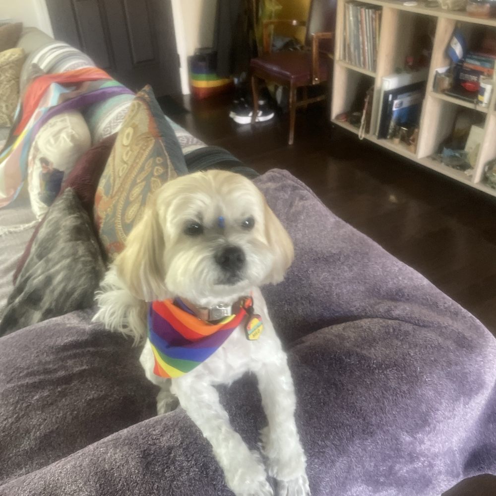 Bitches N Bubbles - Pet Groomers Near Me - Long Beach, California