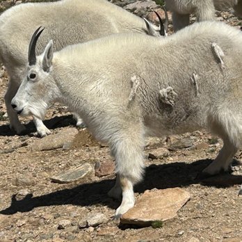 Colorado Sightseer - Mountain goat - Tours Near Me - Denver, Colorado