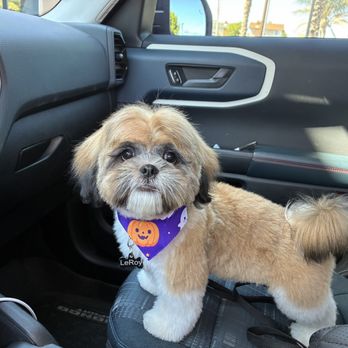 Pawsatively Elegant - Pet Groomers Near Me - Yorba Linda , California