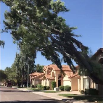 Arbor Care Tree Service - Massive process, timing and execution. - Tree Services Near Me Arbor Care Tree Service - Massive process, timing and execution. - Tree Services Near Me