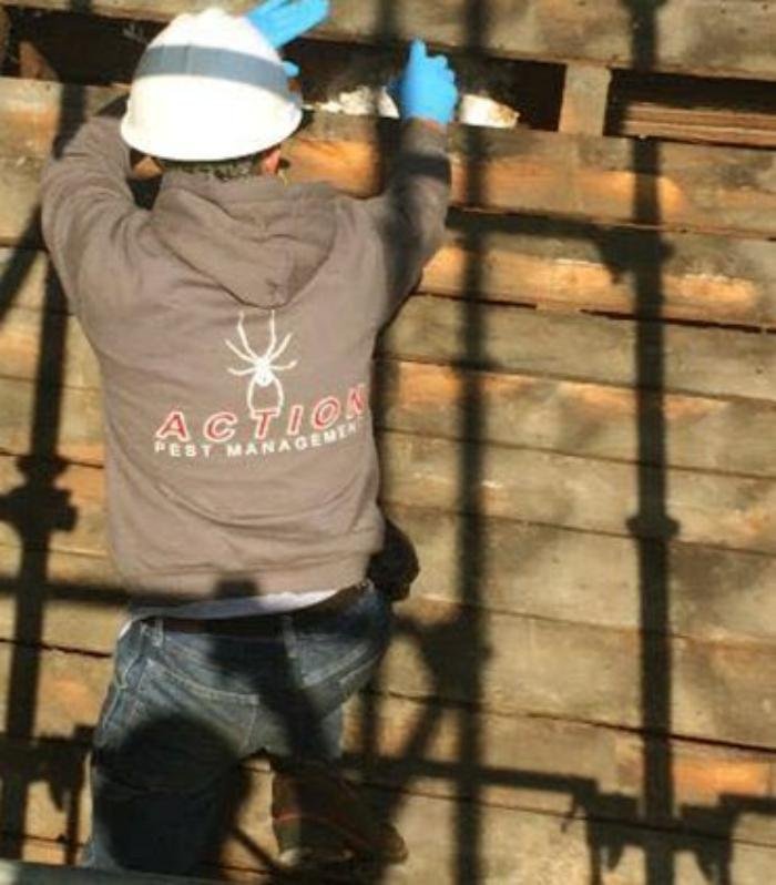 ACTION PEST MANAGEMENT Updated July 2024 29 Photos Pittsfield