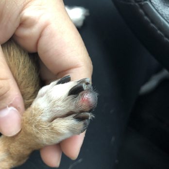 PetSmart - about 10 min later when we were in the car, you can clearly tell the pad on her paw had started to swell - Pet Stores Near Me - Las Vegas, Nevada PetSmart - about 10 min later when we were in the car, you can clearly tell the pad on her paw had started to swell - Pet Stores Near Me - Las Vegas, Nevada