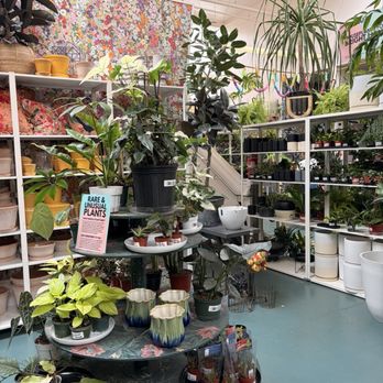 Paraíso Plant Studio - Nurseries & Gardening Near Me - Berkeley, California