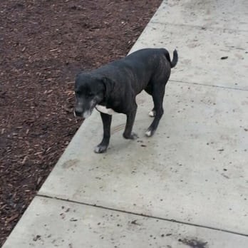 Wrigley Heights Dog Park - This is wrengly he's a stay just looking to play.Don't be alarmed he's harmless. Bring treats for him he's homeless. - Dog Parks Near Me - Long Beach, California Wrigley Heights Dog Park - This is wrengly he's a stay just looking to play.Don't be alarmed he's harmless. Bring treats for him he's homeless. - Dog Parks Near Me - Long Beach, California