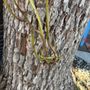 Photo of Richard's Tree Service