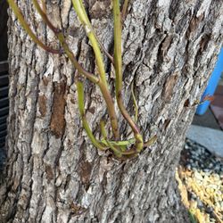 Richard's Tree Service - Sucker near base of camphor tree