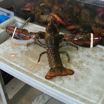 OM Seafood Company - THis was a 6 lb lobster!!!! - Seafood Markets Near Me - Portland, Oregon