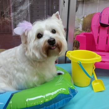 Live Love Pet - We do hand stripping! Just ask Bijou, she loves her Spaw Days and her groomer (and the cookies too!) - Pet Groomers Near Me - Honolulu, Hawaii Live Love Pet - We do hand stripping! Just ask Bijou, she loves her Spaw Days and her groomer (and the cookies too!) - Pet Groomers Near Me - Honolulu, Hawaii