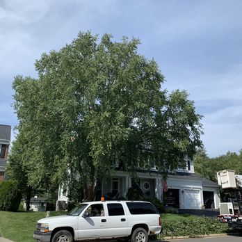 The Davey Tree Expert Company - Before - Tree Services Near Me - Chantilly, Virginia The Davey Tree Expert Company - Before - Tree Services Near Me - Chantilly, Virginia
