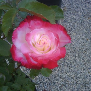 M & M Nursery - Double Delight blooming at M&M Nursery in Orange, CA - Nurseries & Gardening Near Me - Orange, California