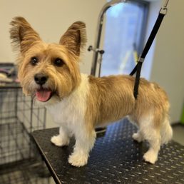 Photo groomer sent Photo groomer sent