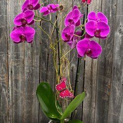 Flowers By Adela - ORCHID PLANTS