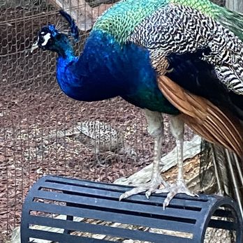 Gaston's White River Resort - Peacock near Nature Trail - Resorts Near Me - Lakeview, Arkansas