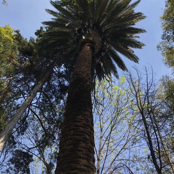 Parque España - There are Beautiful Palm Trees and other tropical foliage in the park. - Parks Near Me - Ciudad de México, DIF Parque España - There are Beautiful Palm Trees and other tropical foliage in the park. - Parks Near Me - Ciudad de México, DIF