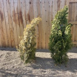 1 thuja among 4 dead from day one. 1 thuja among 4 dead from day one.