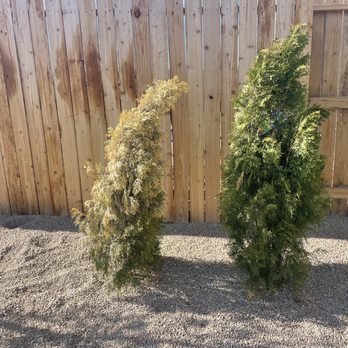 All Around Town Landscaping - 1 thuja among 4 dead from day one. - Landscaping Near Me - Sparks, Nevada All Around Town Landscaping - 1 thuja among 4 dead from day one. - Landscaping Near Me - Sparks, Nevada