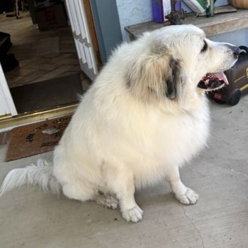 Stellar Paws - Pet Groomers Near Me
