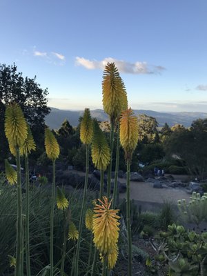 Blue Mountains Botanic Garden Mount Tomah by null