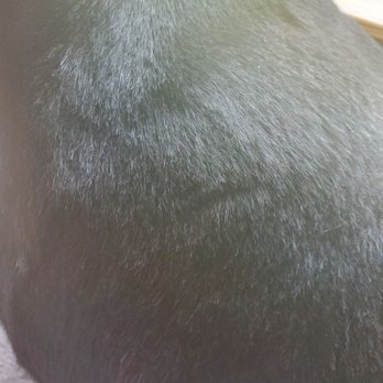 Bubbles & Bow - Pet Groomers Near Me - Gulfport, Mississippi