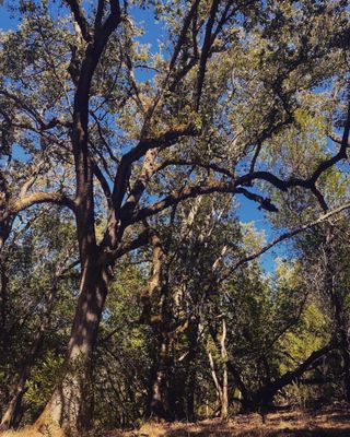 Sugarloaf Ridge State Park by null