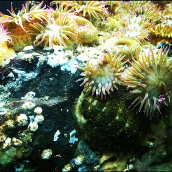 Seaside Aquarium - Aquariums Near Me - Seaside, Oregon
