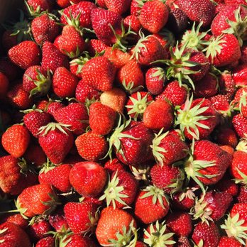 Bailey Family Farm - Little strawberries packing a big sweet punch! - Pick Your Own Farms Near Me - Snohomish, Washington