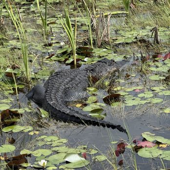 Everglades Airboat Expeditions - Croc - Boat Tours Near Me Everglades Airboat Expeditions - Croc - Boat Tours Near Me