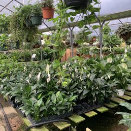 In the greenhouse