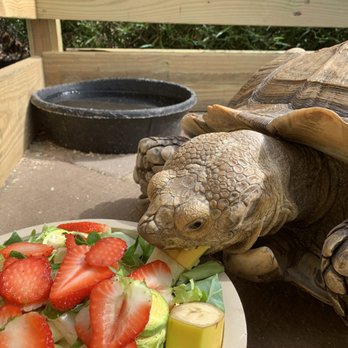 Golf N Gator - Tortoise being fed - Mini Golf Near Me - Cape Canaveral, Florida