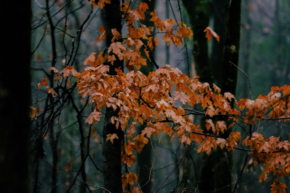 LUMINARA PICTURES Request a Quote 14 Photos Nashville, Tennessee