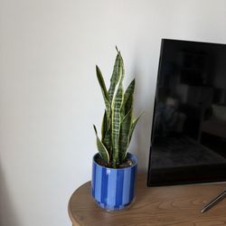 Grow Plant Shop
