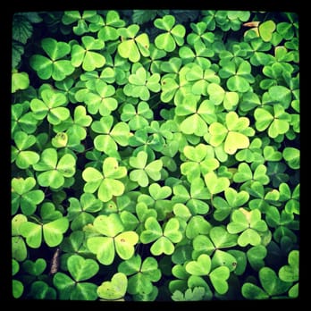 Garrapata State Park - Finally some luck - a patch of 3-leafed clovers!!! - Hiking Near Me