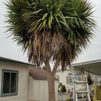 Ledford's Lawn Care - Yucca tree dead head and leaf removal. (Before) - Lawn Services Near Me Ledford's Lawn Care - Yucca tree dead head and leaf removal. (Before) - Lawn Services Near Me