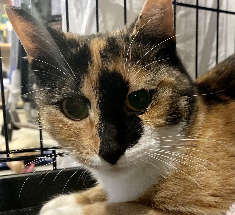 VALUE PET VET Updated October 2024 17 Park St, Norwalk, Connecticut