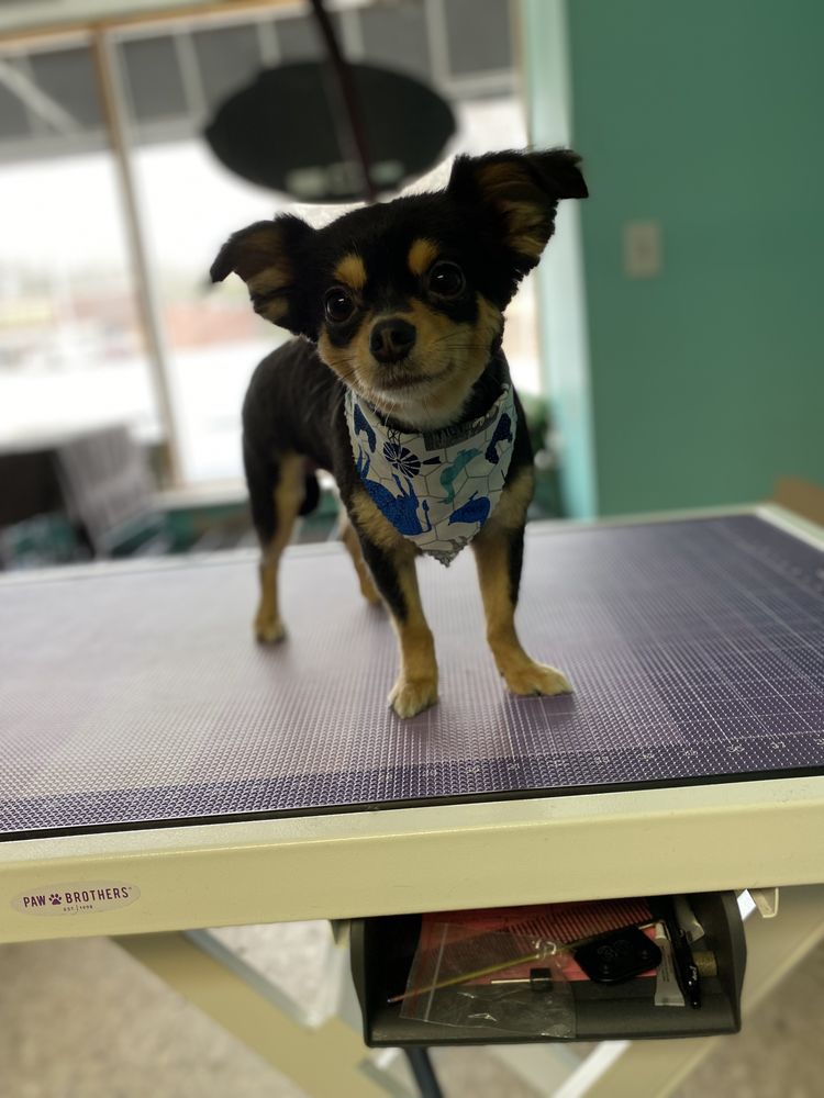 Grooming By Stephanee Image