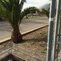 Palisades Park