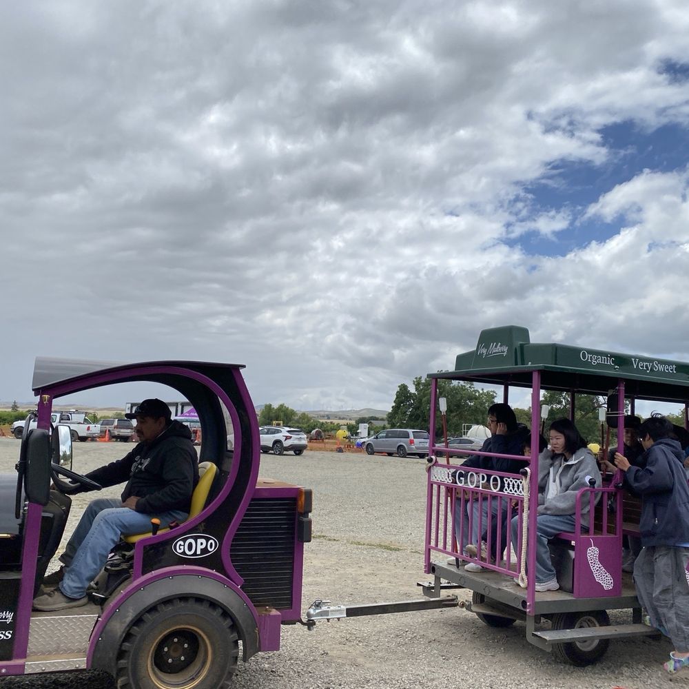 Very Mulberry - Train - Pick Your Own Farms Near Me - Brentwood, California Very Mulberry - Train - Pick Your Own Farms Near Me - Brentwood, California