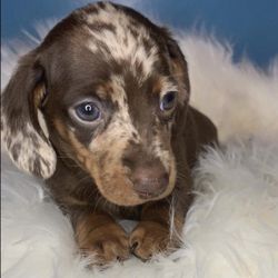 Kunkel’s Doxies - Our puppy....Maximilian Von Wienerhound