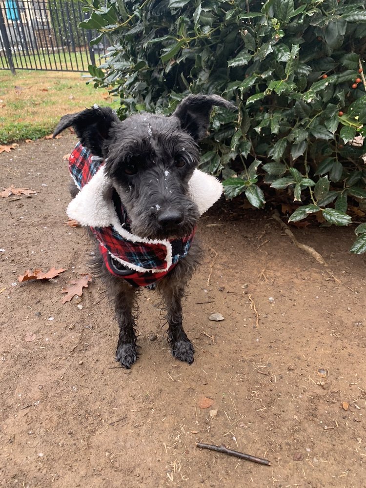 PAMPERED LIL PAWS Updated August 2024 Murfreesboro, Tennessee Pet