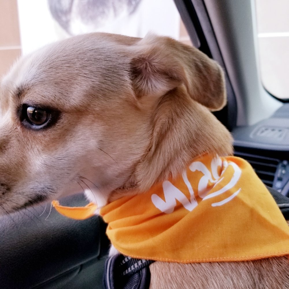 Wag Hotels - Carson - Pet Training Near Me - Carson, California