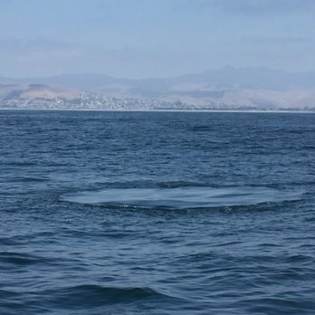 Sub Sea Tours - tail slick - Rafting/Kayaking Near Me - Morro Bay, California